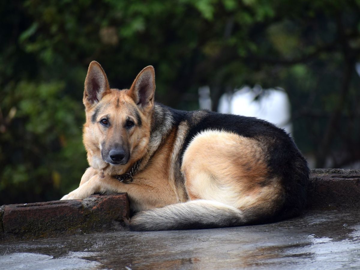 A Fearful Dog and a Lesson in&nbsp;Faith