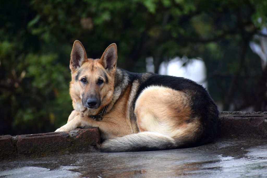 A Fearful Dog and a Lesson in&nbsp;Faith